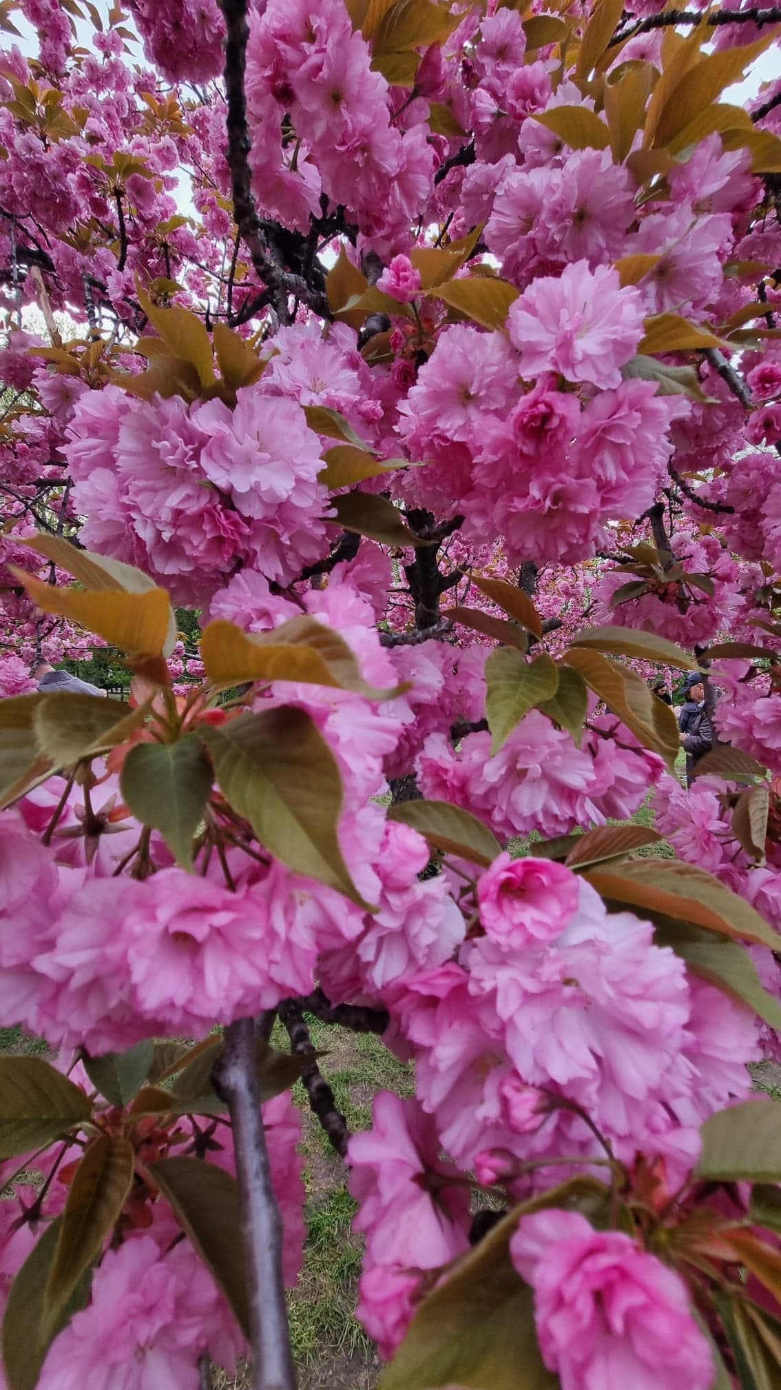 Flori de cireș, simbolul dojo-ului Sakura