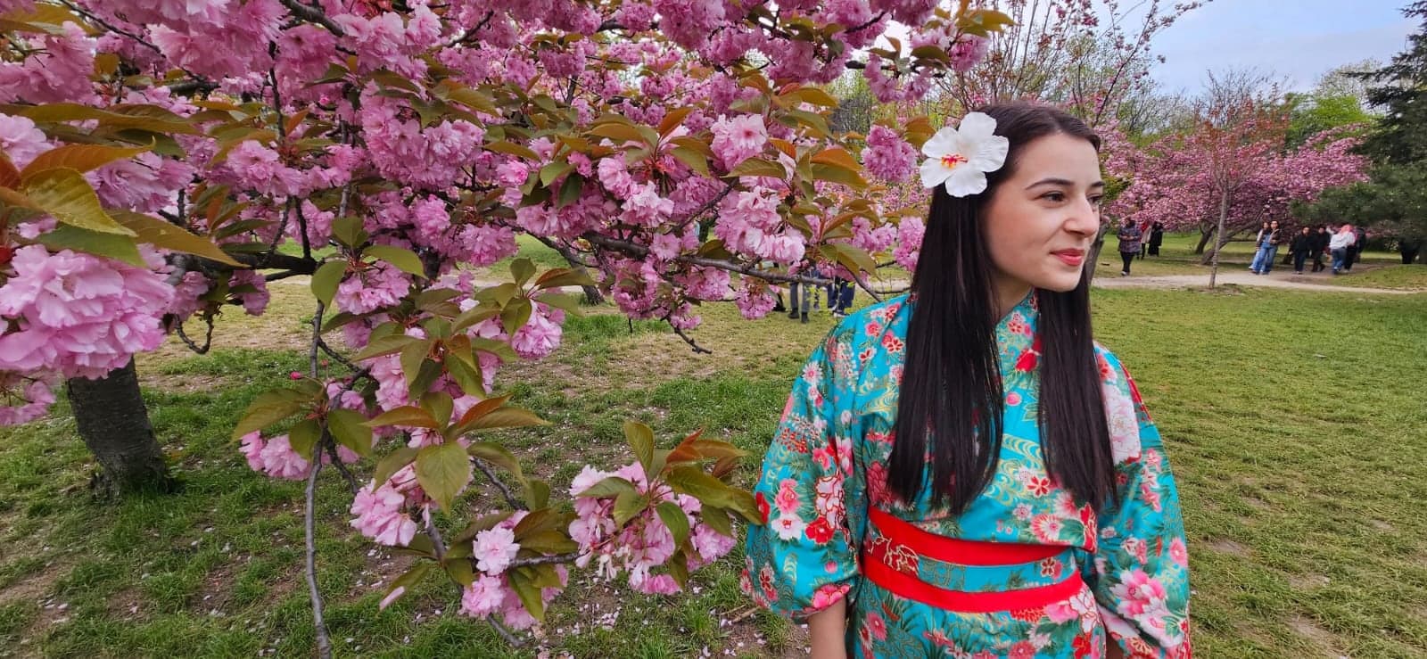 Cireși înfloriți, brand Ki Aikido Sakura